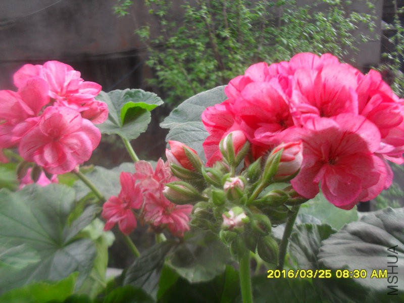 SDC12829.JPG