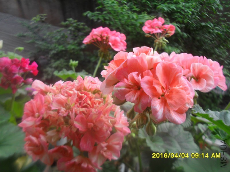 SDC12928.JPG