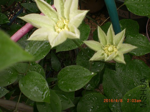 CIMG4794_����.jpg