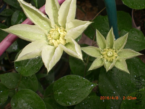 CIMG4795_����.jpg
