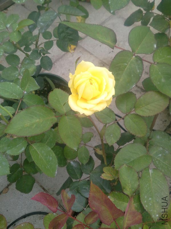 IMG_20160407_135602.jpg