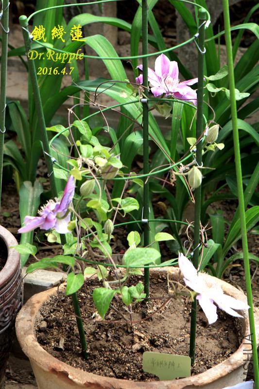 IMG_0741_����.jpg