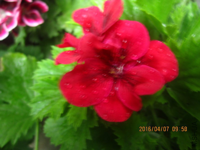 IMG_7483.JPG