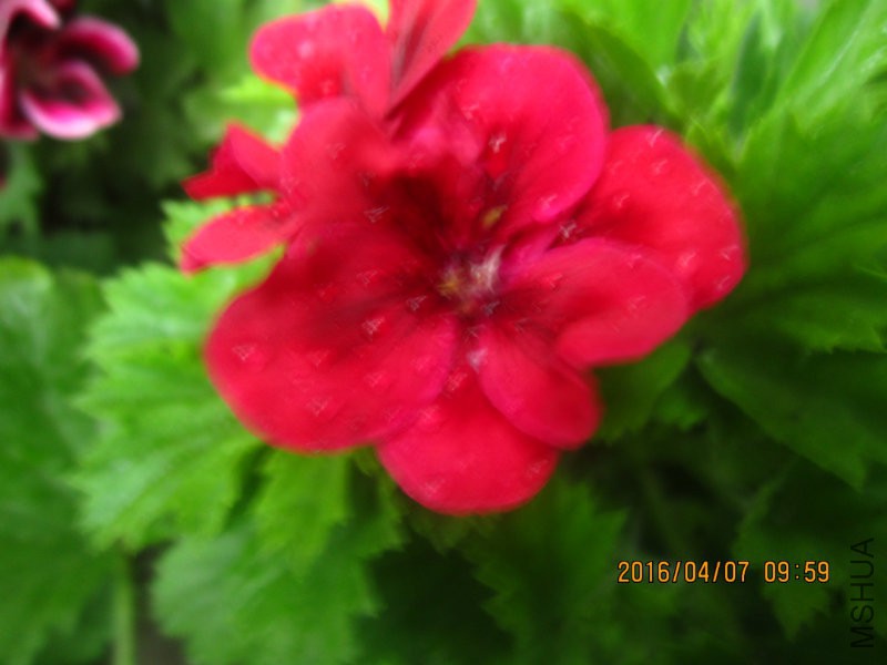 IMG_7489.JPG