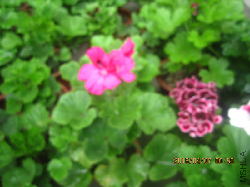 IMG_7486.JPG
