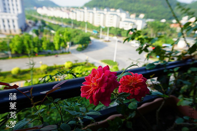 DSC00058_����.jpg