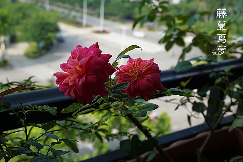 DSC00067_����.jpg