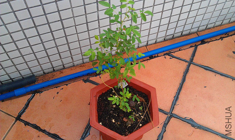 IMAG0462_����.jpg