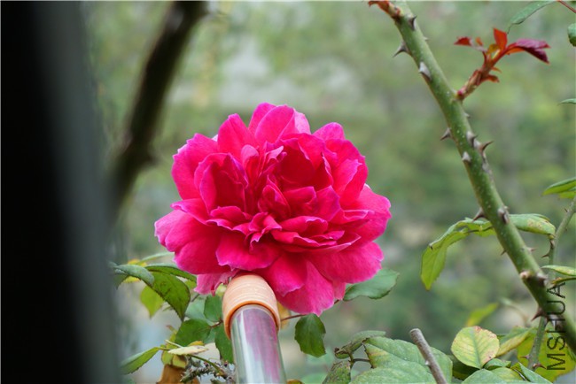 DSC02651.jpg
