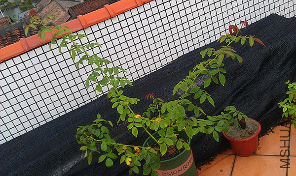 IMAG0524_����_����.jpg