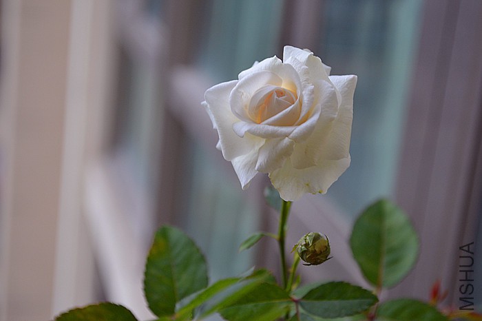 DSC_9017_����.jpg