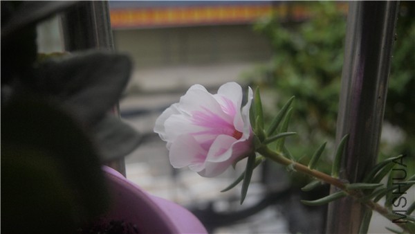 ��ĺ��ʱ�ڣ�̫��������