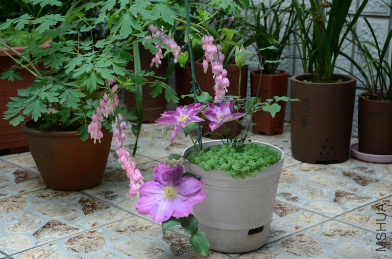 DSC_2946.JPG