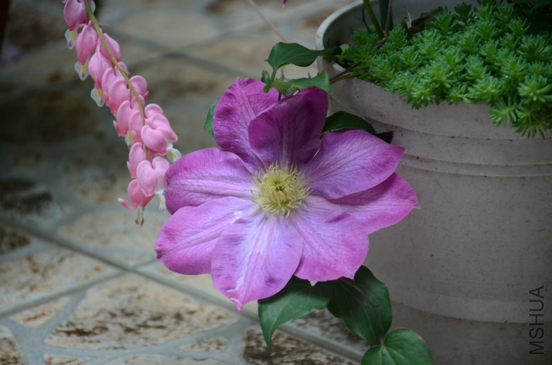 DSC_2947.JPG