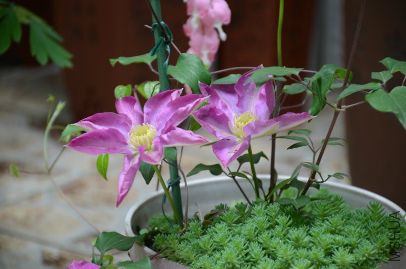 DSC_2948.JPG