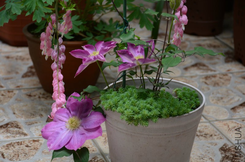 DSC_2963.JPG