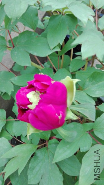 ��Ⱥ��-1-20160405.jpg