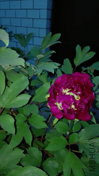 ��Ⱥ��-2-20160405.jpg