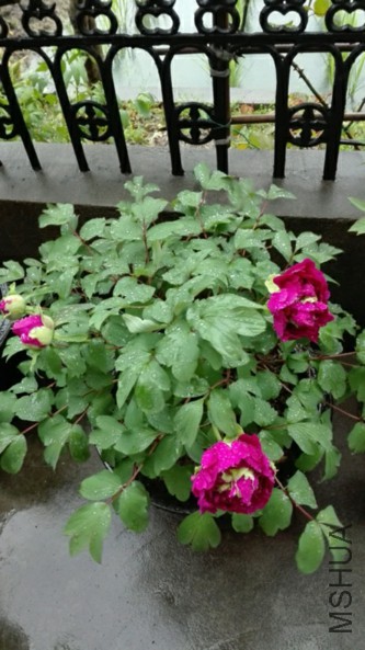 ��Ⱥ��-3-20160405.jpg