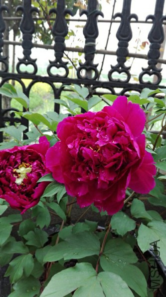��Ⱥ��-5-20160407.jpg