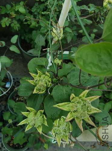 IMG_20160407_083554.jpg