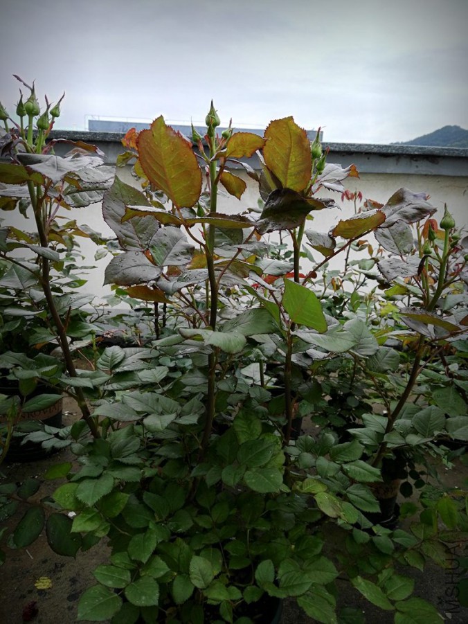 IMG_20160407_104410.jpg