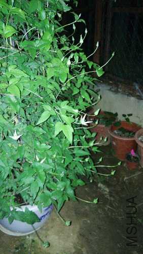 IMG_20160407_185107.jpg