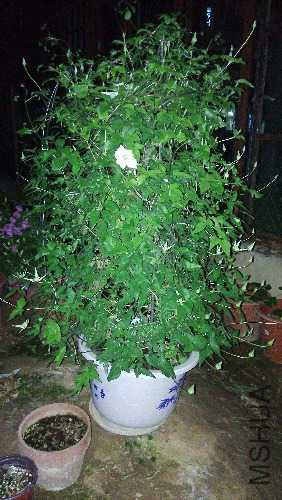IMG_20160407_185445.jpg