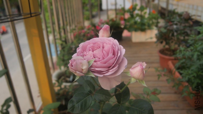 �ð������ͷ