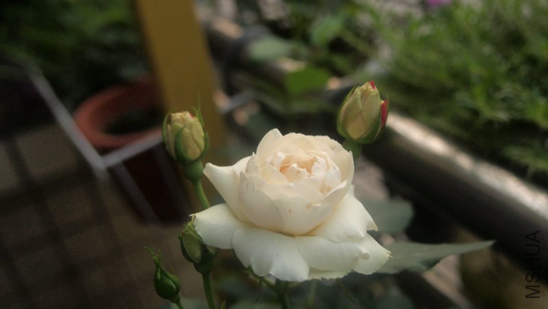 ���û�к��ƣ��Ա�δ������