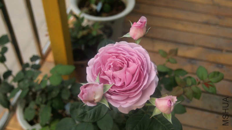 ��������ɫʵ��ƫ�ϣ��ճ���ƫ����