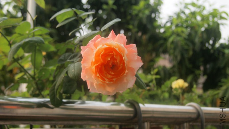 ���Ǻ����������ӣ���ϧ����ֻ��һ��