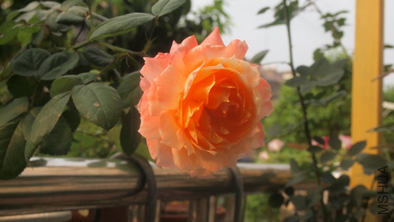 ��ò������