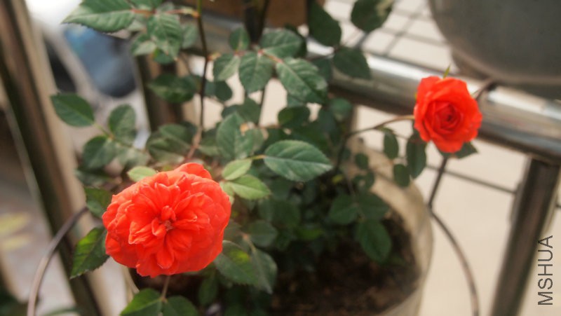 �Լ�Ǥ����΢�²�ȹ��Ů