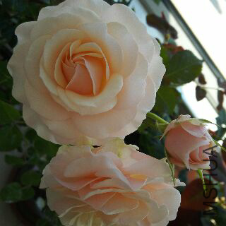 UC_Photo_138.jpg