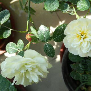UC_Photo_140.jpg
