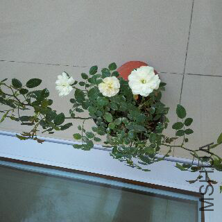 UC_Photo_141.jpg