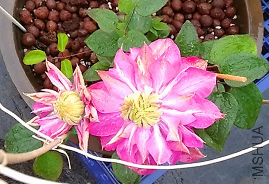 IMG_20160406_114400.jpg