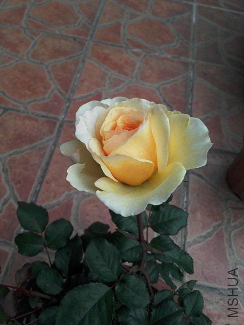 ͼƬ04.jpg