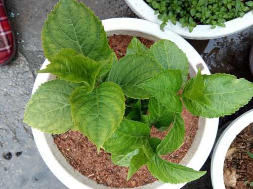 ���黺�����ˣ�����