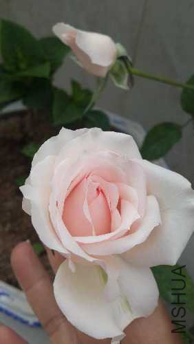 20160408_072758.jpg