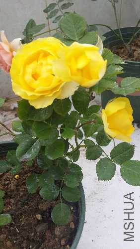 20160408_072520.jpg