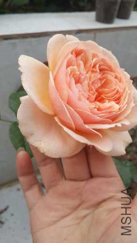 20160408_072541.jpg