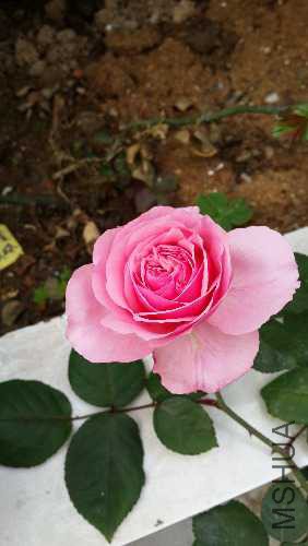 20160406_082245.jpg