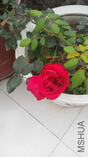 20160408_072621.jpg