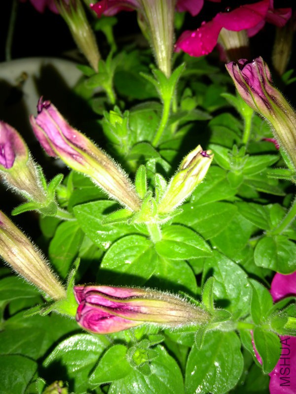 IMG_20160407_200931.jpg