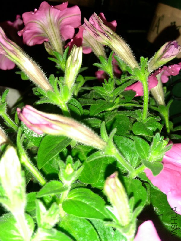 IMG_20160407_201036.jpg