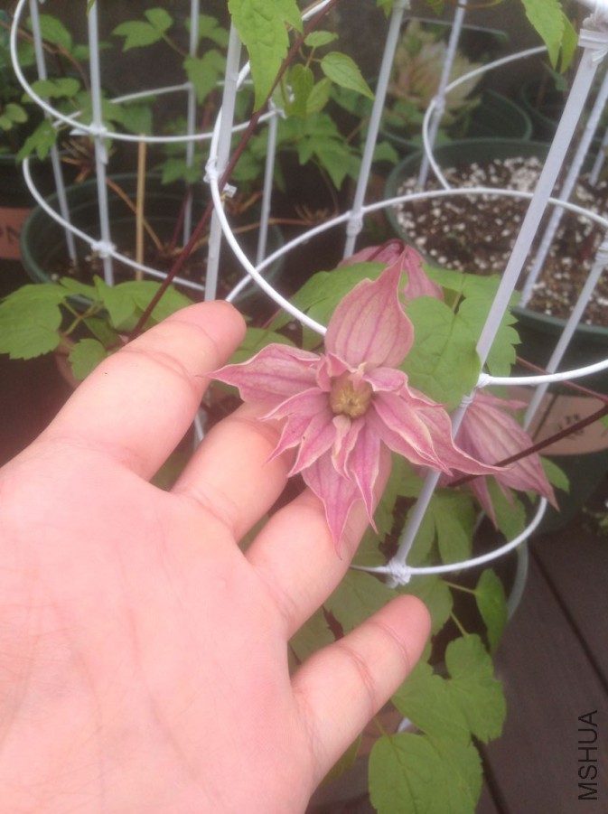 ��ǧ����Ҳ��