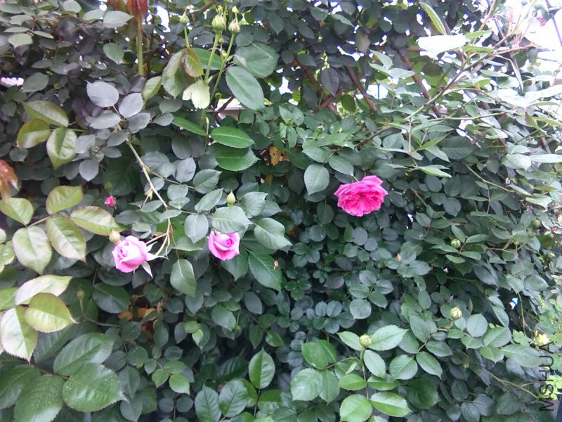 IMG_20160408_131503.jpg