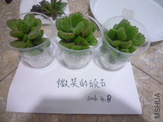 P1090935.JPG